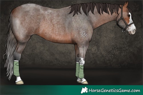 Horse Color:Bay Roan 