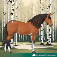 Horse Color:Bay Tobiano 