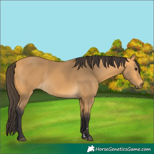 Horse Color:Buckskin