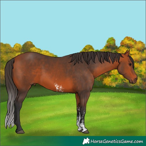 Horse Color:Bay Sabino