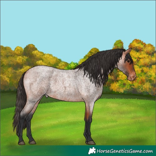Horse Color:Bay Roan Appaloosa 