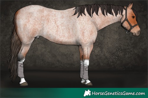 Horse Color:Bay Roan Tobiano 