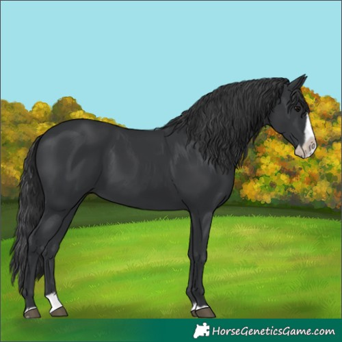 Horse Color:Black Splash Frame 