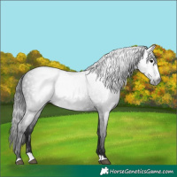 Horse Color:Gray Black Splash Frame 