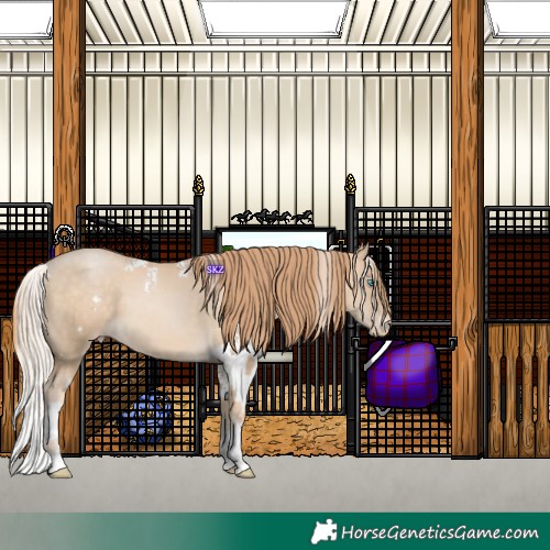 Horse Color:Powder White Chocolate Palomino Pearl Sabino Skewed Appaloosa Rabicano and Powder White Buckskin Pearl Sabino Skewed Appaloosa Rabicano