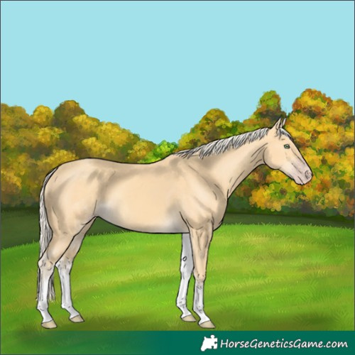 Horse Color:White Spotted Gold Cream Champagne 