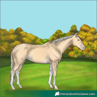 Horse Color:White Spotted Gold Cream Champagne