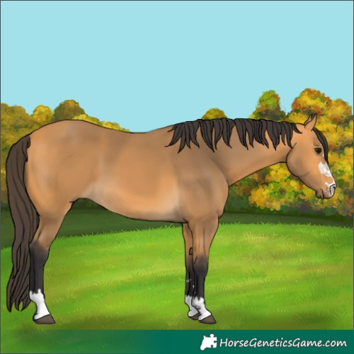 Horse Color:Buckskin 