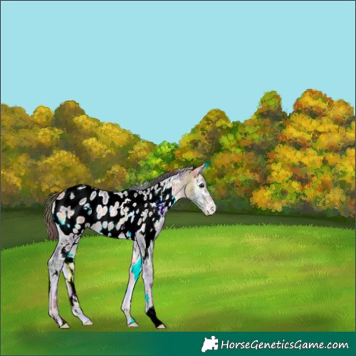 Horse Color:Nacre White Spotted Buckskin Ice Onyx Appaloosa 