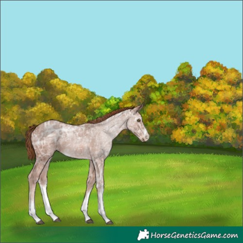 Horse Color:White Spotted Chestnut Ice