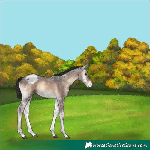 Horse Color:Liver Red Onyx Ice Sabino Appaloosa 