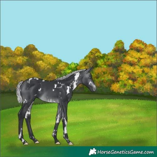 Horse Color:White Spotted Silver Brown Chinchilla 