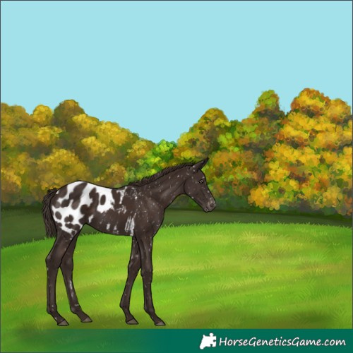 Horse Color:White Spotted Liver Chestnut Blanket Rabicano 