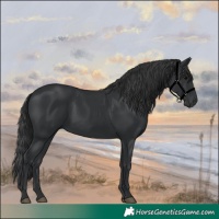 Horse Color:Black 