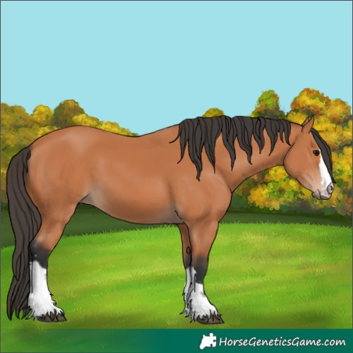 Horse Color:Bay 
