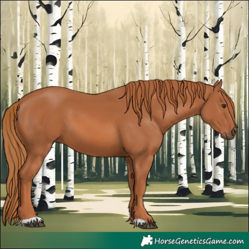 Horse Color:Chestnut 
