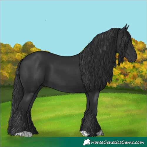 Horse Color:Black 