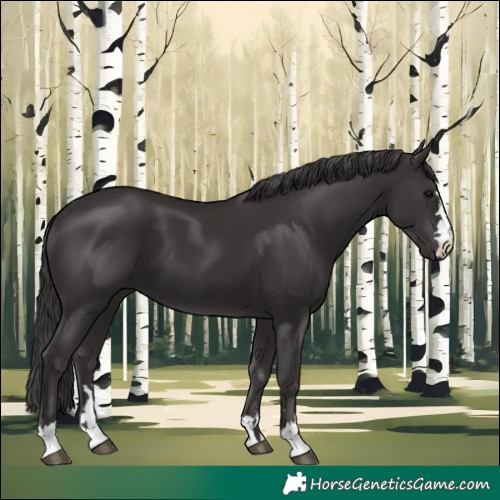Horse Color:Smoky Black