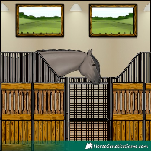 Horse Color:Grullo 