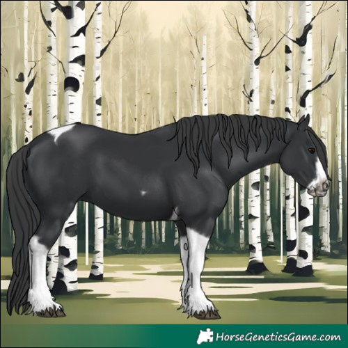 Horse Color:Black Tobiano Frame