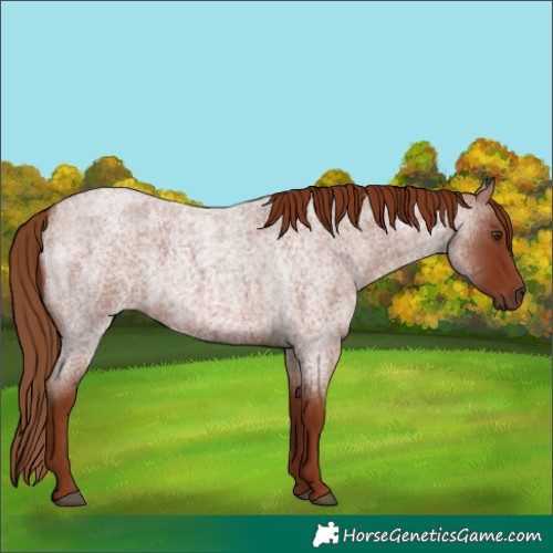 Horse Color:Red Roan 