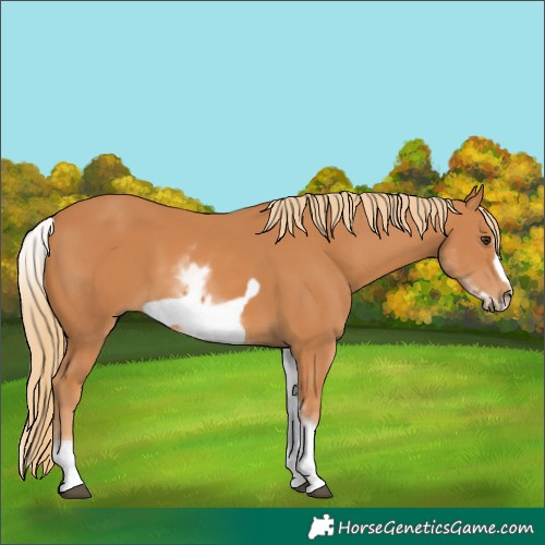 Horse Color:White Spotted Chestnut Frame 