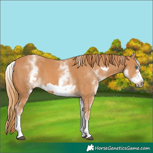 Horse Color:White Spotted Chestnut Frame 