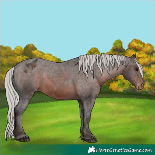 Horse Color:Silver Brown Appaloosa 