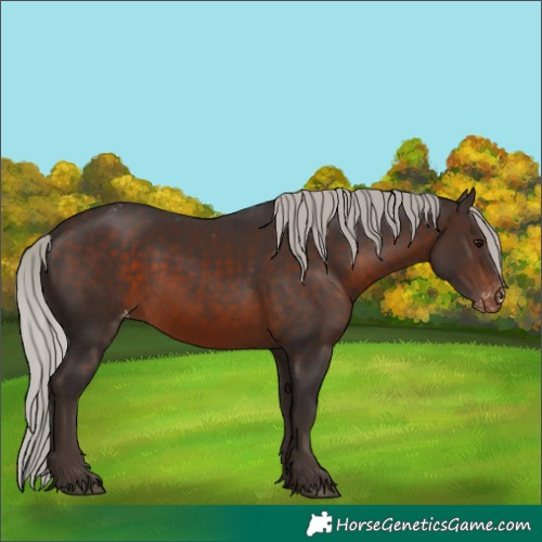 Horse Color:Silver Brown Appaloosa 