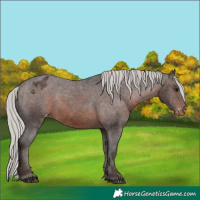Horse Color:Silver Brown Appaloosa 