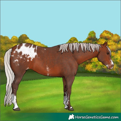 Horse Color:Silver Bay Sabino Appaloosa 