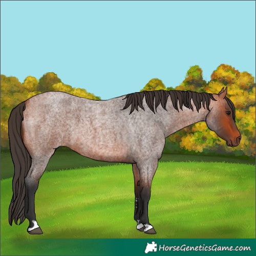 Horse Color:Bay Roan