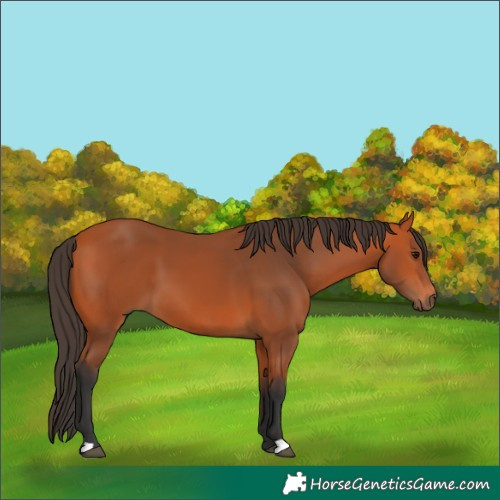Horse Color:Bay 