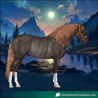 Horse Color:Liver Chestnut Rabicano 