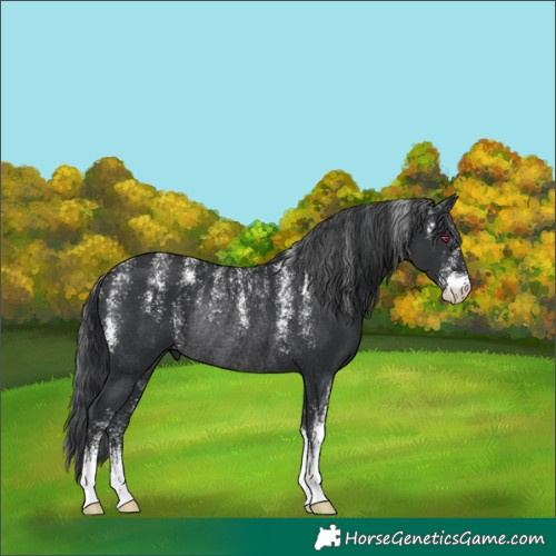Horse Color:Powder White Black Rabicano 