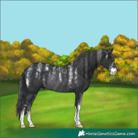 Horse Color:Powder White Black Rabicano 