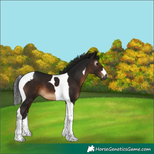 Horse Color:Gray Brown Tobiano 