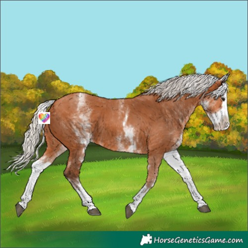Horse Color:White Spotted Silver Bay Splash 