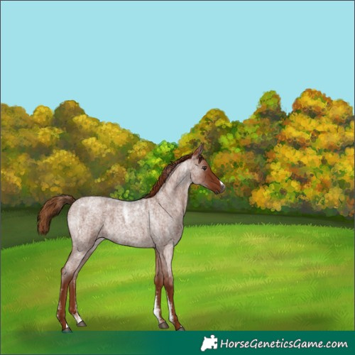 Horse Color:Powder White Gray Red Roan 