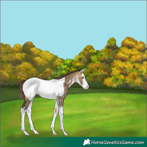 Horse Color:White Spotted Buckskin Dun Splash Appaloosa