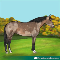 Horse Color:Brown Dun and Brown Dun