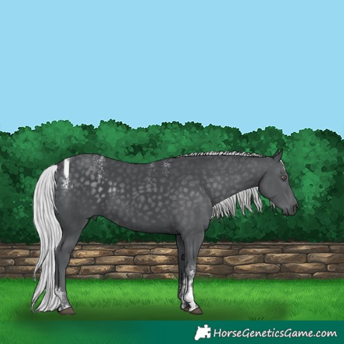 Horse Color:Powder White Silver Black Chinchilla 