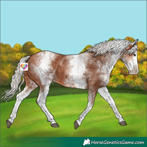 Horse Color:White Spotted Silver Bay Splash 