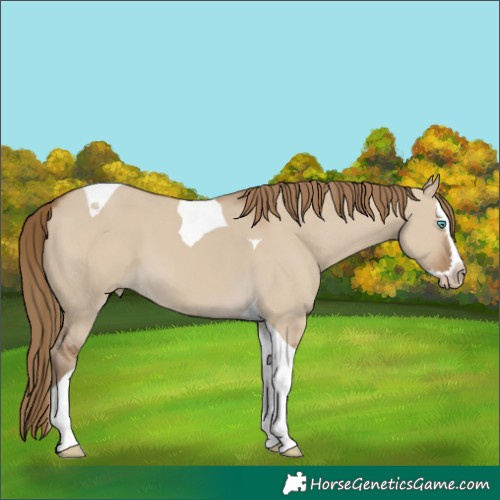 Horse Color:Gray Smoky Creme Dun Splash Tobiano