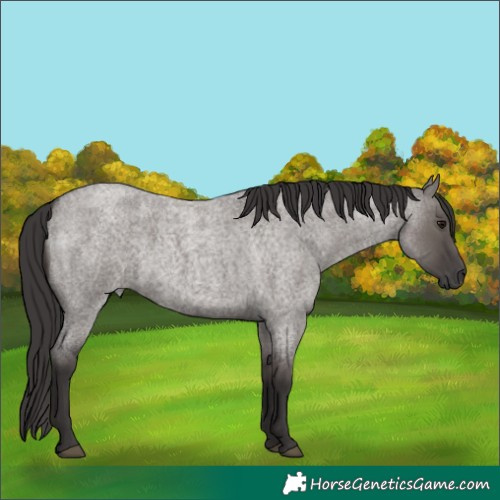 Horse Color:Smoky Grullo Roan 