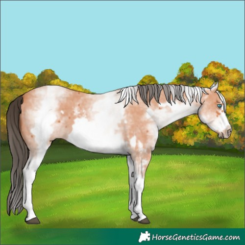 Horse Color:White Spotted Bay Sabino Frame 