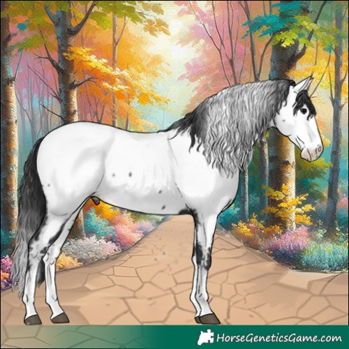 Horse Color:Black Sabino Splash Appaloosa 