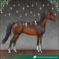 Horse Color:Powder White Bay 