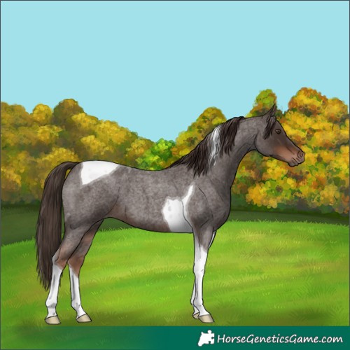 Horse Color:Liver Red Roan Tobiano 