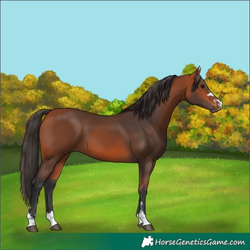 Horse Color:Bay 